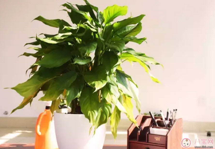 萬年青對孕婦有影響嗎 孕婦觸碰萬年青會有事嗎 萬年青對孕婦有影響嗎 孕婦觸碰萬年青會有事嗎