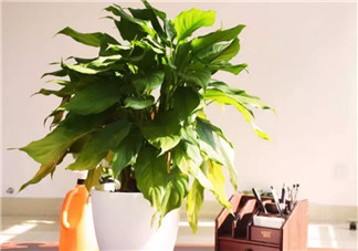 萬年青對孕婦有影響嗎 孕婦觸碰萬年青會有事嗎