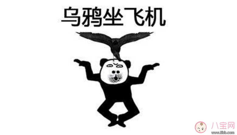 烏鴉坐飛機什么梗 阿福烏鴉坐飛機第幾集