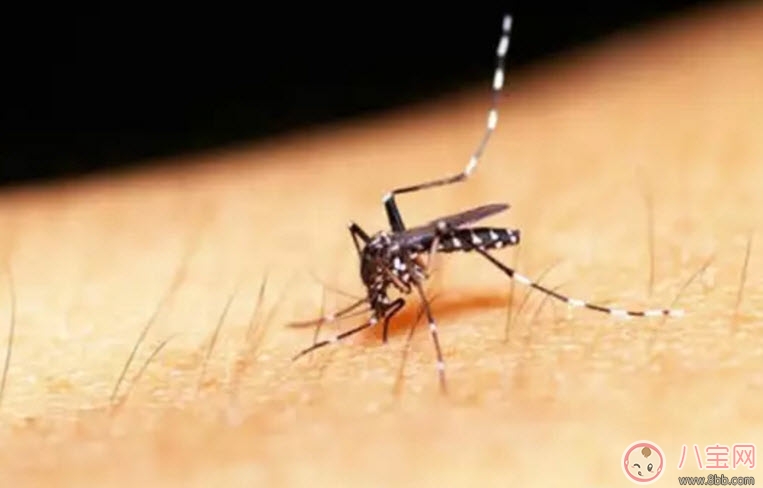 孕婦用什么蚊香安全 孕婦能用電蚊香嗎