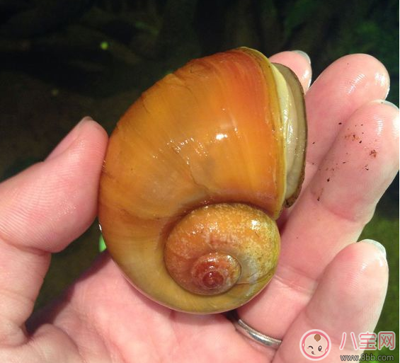 福壽螺危害極大 生活中有哪些東西最好避開不吃