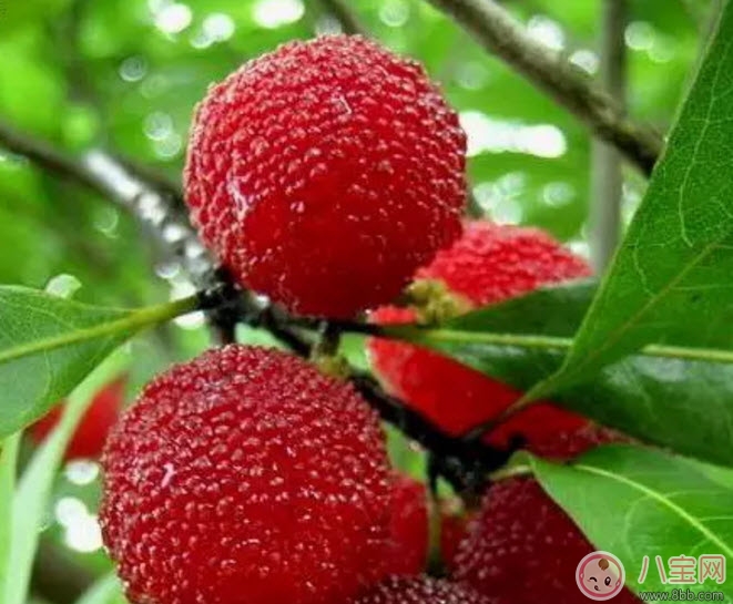 孕婦可以吃新鮮楊梅嗎 孕婦吃楊梅注意事項(xiàng)