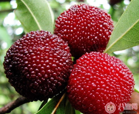 孕婦可以吃新鮮楊梅嗎 孕婦吃楊梅注意事項(xiàng)