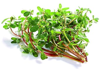 哺乳期間可以吃馬齒莧嗎 怎么吃馬齒莧好