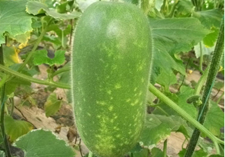 夏季第一瓜懷孕的人能吃嗎 孕婦夏天吃冬瓜有什么好處