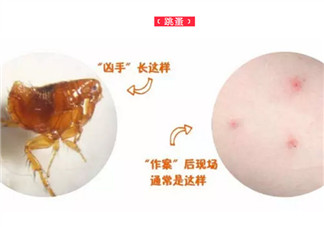 寶寶被跳蚤咬了癥狀圖片 寶寶被跳蚤咬和蚊子咬癥狀對(duì)比圖片區(qū)別