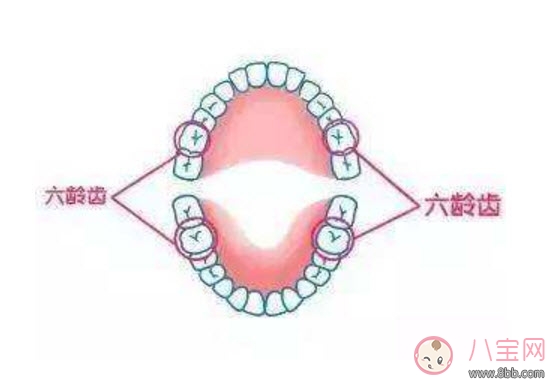 寶寶的六齡齒會(huì)換掉嗎 寶寶乳牙里的六齡牙終生不換