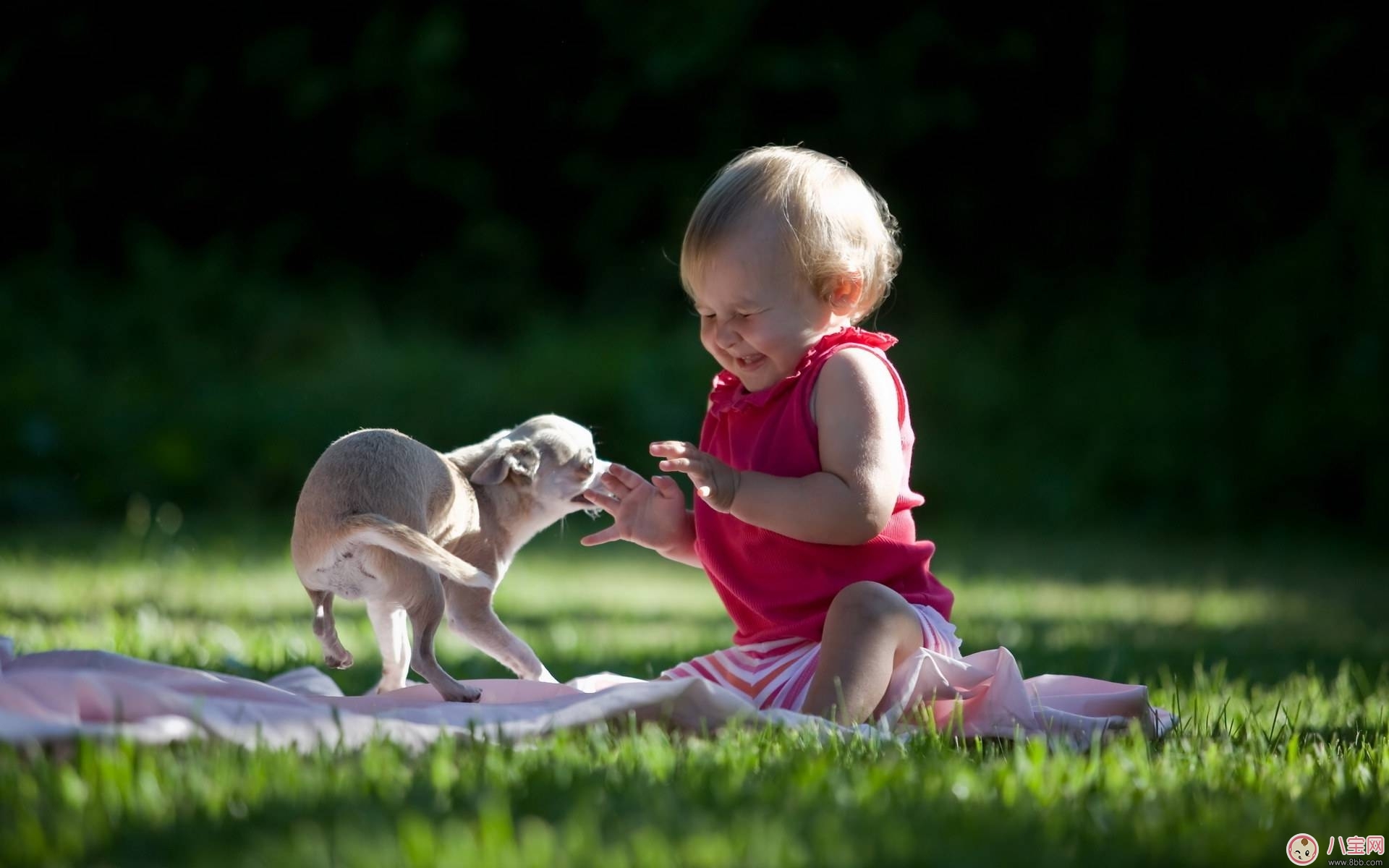 寶寶被各種寵物抓咬傷的緊急處理措施