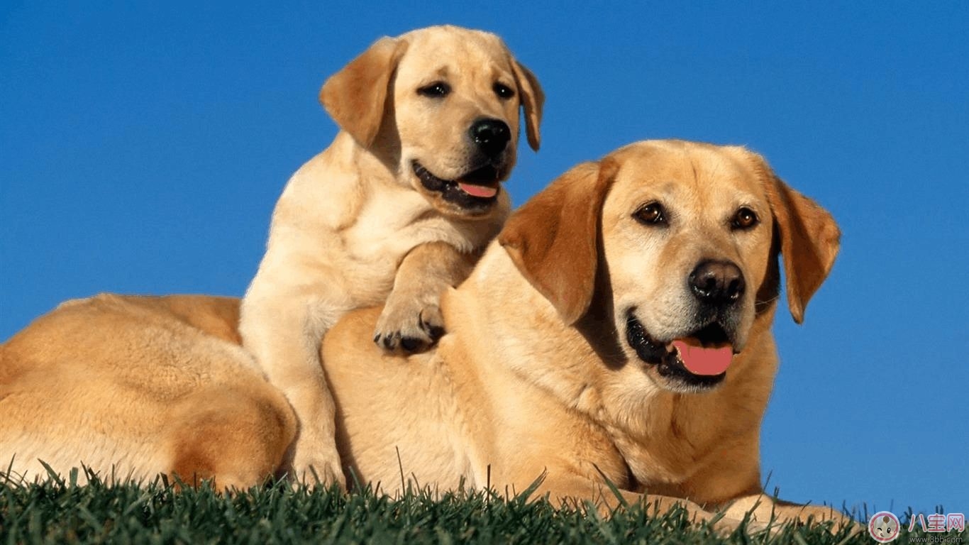 寵物攻擊性測試方法 寶寶被寵物咬傷的正確處理  