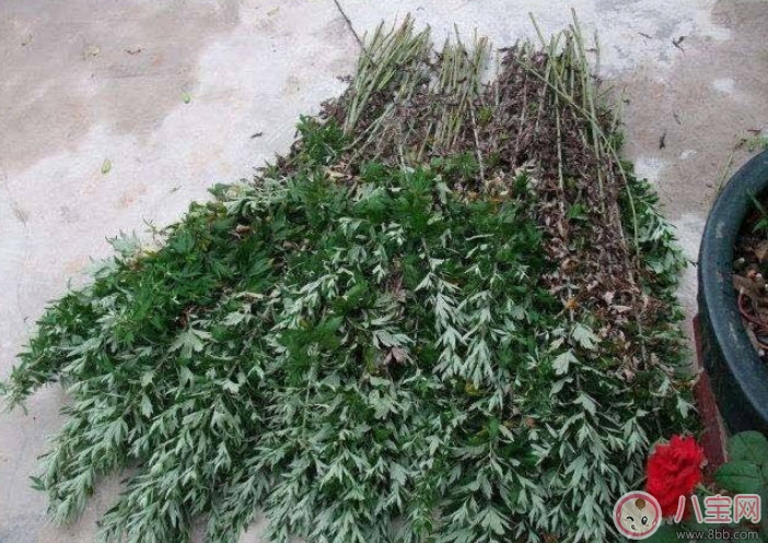 2017夏天孩子長(zhǎng)痱子有什么偏方 去治痱子偏方有哪些