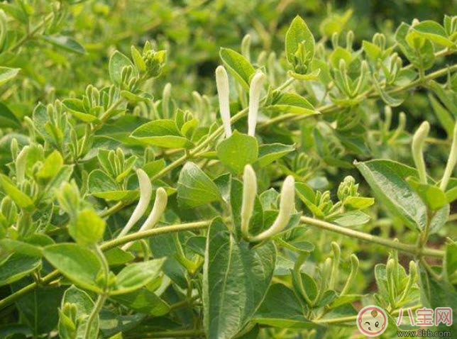 2017夏天孩子長(zhǎng)痱子有什么偏方 去治痱子偏方有哪些