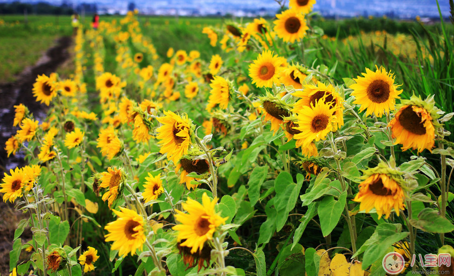 田亮森碟現(xiàn)身機場出行游玩 一家人出行需要準備什么 田亮森碟現(xiàn)身機場出行游玩 一家人出行需要準備什么