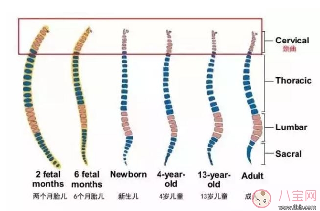 寶寶要不要用枕頭 嬰兒多大可以用枕頭 兩歲前都不能