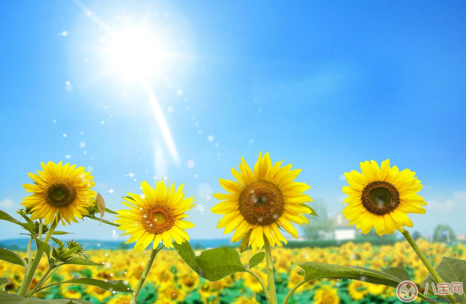 教師節(jié)送花只知道康乃馨怎么行 2017最適合送老師花推薦