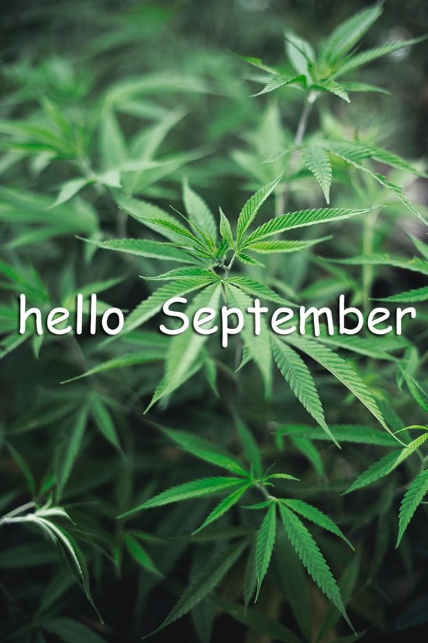 八月再見(jiàn)九月你好說(shuō)說(shuō)朋友圈 八月再見(jiàn)九月你好帶九月字圖片