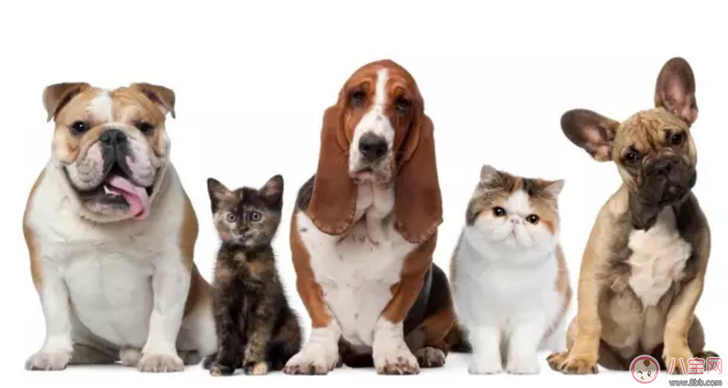 七夕節(jié)送巧克力  并不是所有人都能吃巧克力