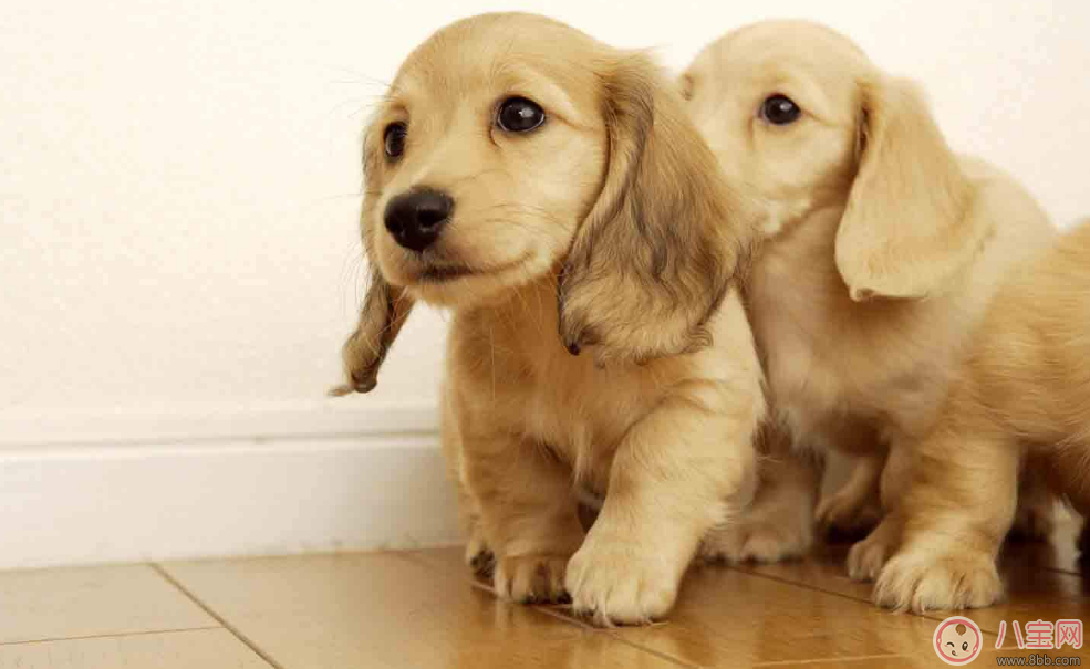 明知我養(yǎng)狗還住隔壁 孩子遇到狗怎么辦 明知我養(yǎng)狗還住隔壁 孩子遇到狗怎么辦