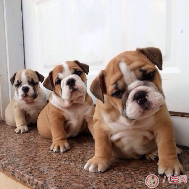 明知我養(yǎng)狗還住隔壁 孩子遇到狗怎么辦 明知我養(yǎng)狗還住隔壁 孩子遇到狗怎么辦