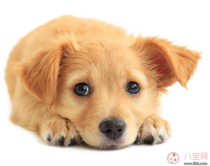 明知我養(yǎng)狗還住隔壁 孩子遇到狗怎么辦 明知我養(yǎng)狗還住隔壁 孩子遇到狗怎么辦