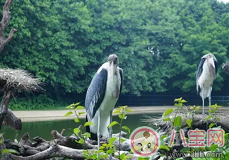 2017七夕節(jié)全家出游 看看長隆親子攻略 2017七夕節(jié)全家出游 看看長隆親子攻略