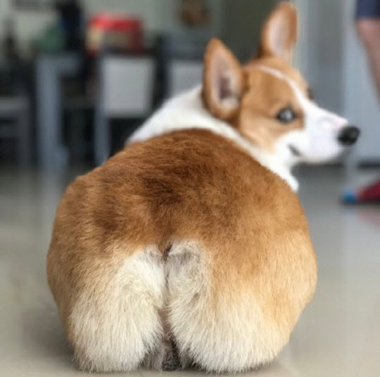 李菲兒柯基臀怎么練出來的 懶人練柯基臀的方法