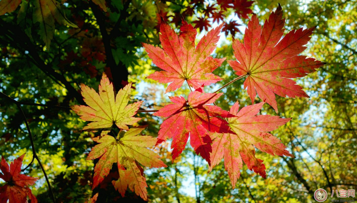 貼秋膘有什么技巧 貼秋膘注意事項(xiàng)
