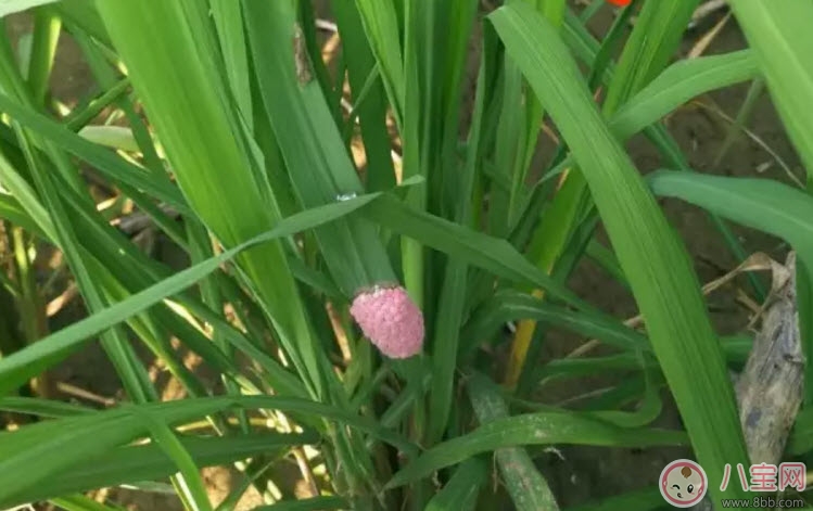 福壽螺不能吃 孕婦不能吃福壽螺(福壽螺與田螺的區(qū)別有哪些)