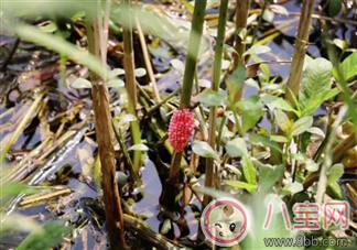 千萬別吃福壽螺 如何分辨福壽螺