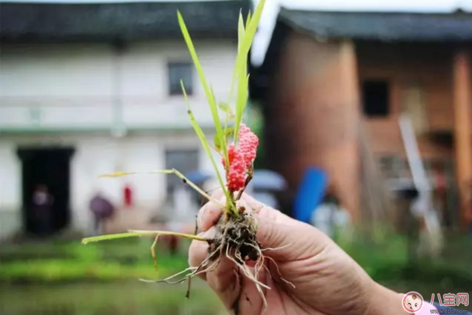 千萬別吃福壽螺 如何分辨福壽螺