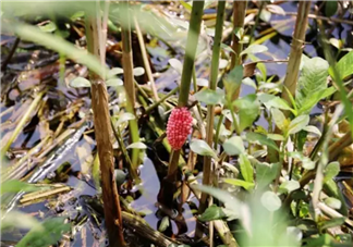 千萬別吃福壽螺 如何分辨福壽螺