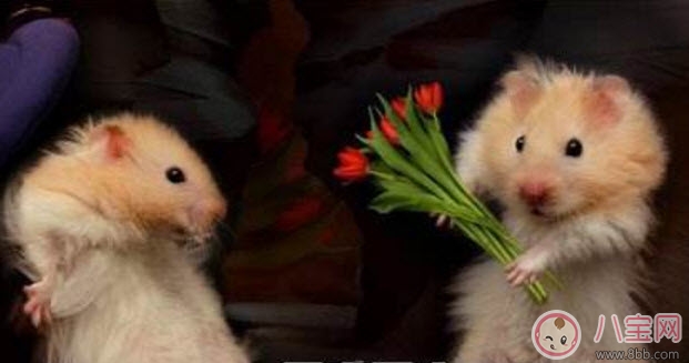 2017婦男節(jié)是哪天 婦男節(jié)年齡界限(婦男節(jié)怎么過) 2017婦男節(jié)是哪天 婦男節(jié)年齡界限(婦男節(jié)怎么過)