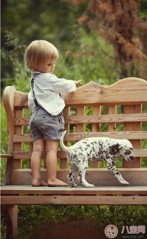 小寶寶拿狗盆里的狗食 夏季小寶寶如何與狗狗相處