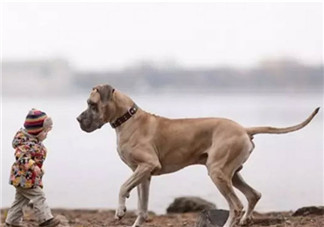 小寶寶拿狗盆里的狗食 夏季小寶寶如何與狗狗相處