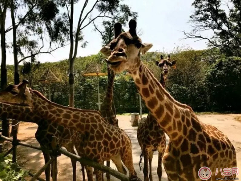 2017七夕節(jié)全家出游攻略 帶娃出行怎么做