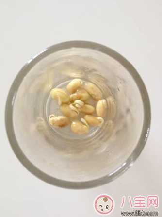 夏季帶孩子養(yǎng)植物養(yǎng)什么植物好 和孩子養(yǎng)植物成長(zhǎng)快