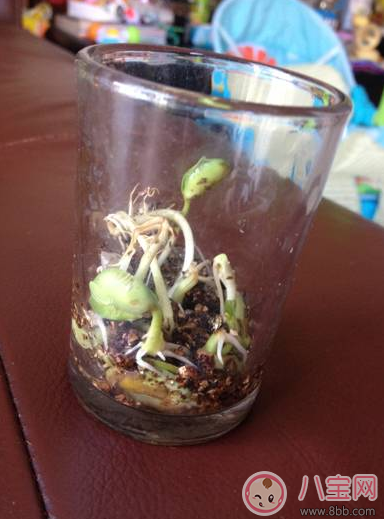 夏季帶孩子養(yǎng)植物養(yǎng)什么植物好 和孩子養(yǎng)植物成長(zhǎng)快