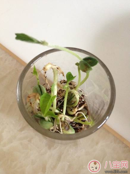 夏季帶孩子養(yǎng)植物養(yǎng)什么植物好 和孩子養(yǎng)植物成長(zhǎng)快