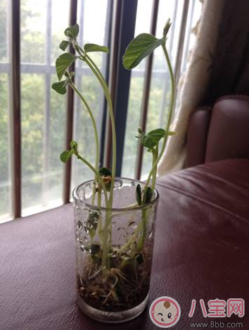 夏季帶孩子養(yǎng)植物養(yǎng)什么植物好 和孩子養(yǎng)植物成長(zhǎng)快