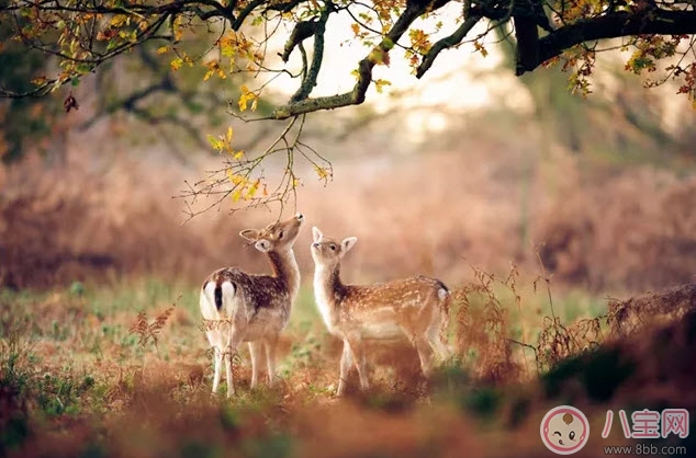 孕晚期胎教故事 神奇的蘑菇桌 孕晚期胎教故事 神奇的蘑菇桌