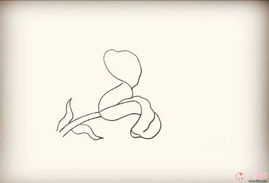怎么教寶寶花百合花 百合花簡(jiǎn)筆畫(huà)