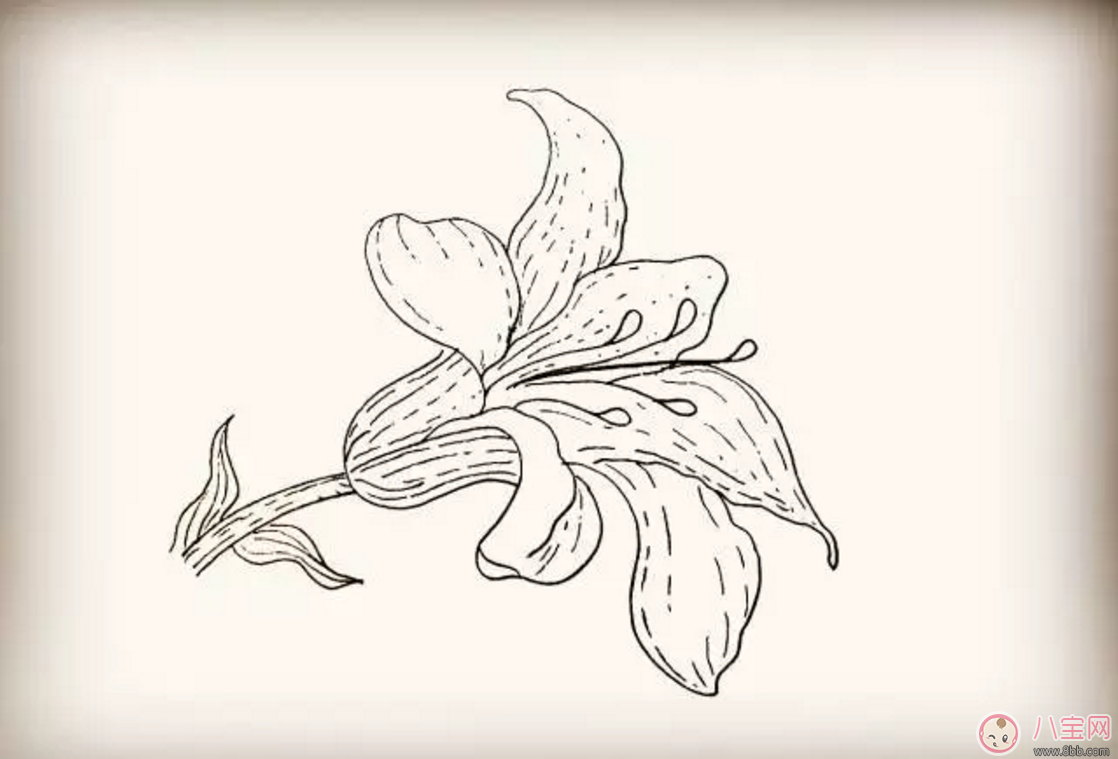 怎么教寶寶花百合花 百合花簡(jiǎn)筆畫(huà)