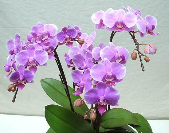 蝴蝶蘭怎么養(yǎng)才能開花，蝴蝶蘭的養(yǎng)殖方法