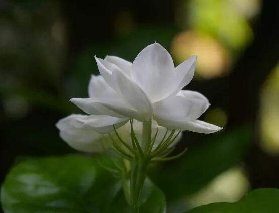 茉莉不開花是什么原因，注意這六點(diǎn)讓你的茉莉花爆盆