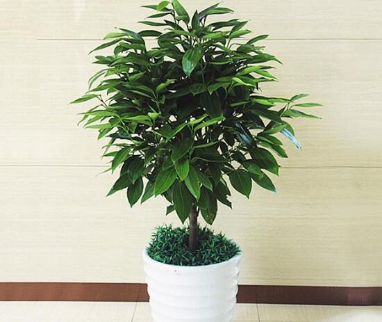 平安樹有什么好處，平安樹的功效與作用