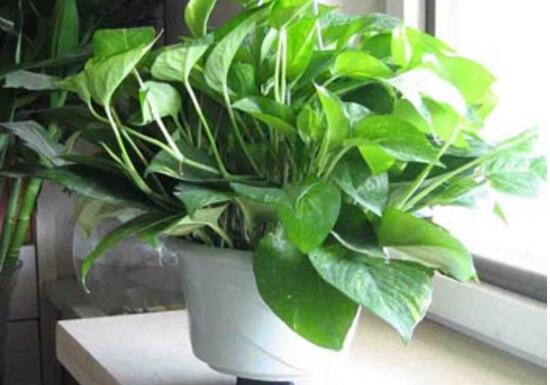 綠蘿的風(fēng)水作用有哪些，綠蘿的功效與作用