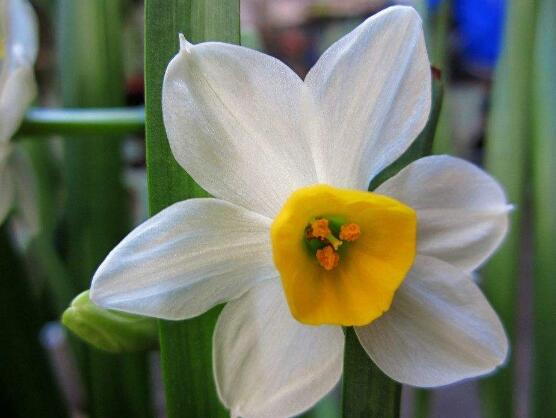 土培水仙花怎么澆水，土培水仙花澆水方法