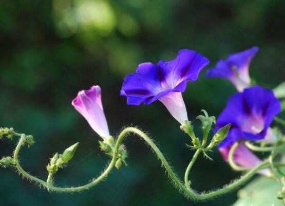 牽?；ㄊ裁醇竟?jié)開花，每年的夏秋開花(6-10月)