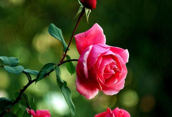 月季花可以泡水喝嗎，月季花的功效與作用