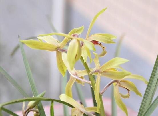 蘭花怎么澆水，盤(pán)點(diǎn)蘭花澆水方法