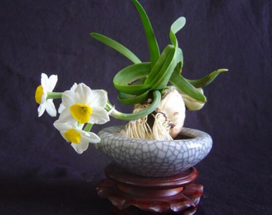 水仙花的栽培技術，盤點水培與土培簡單操作步驟